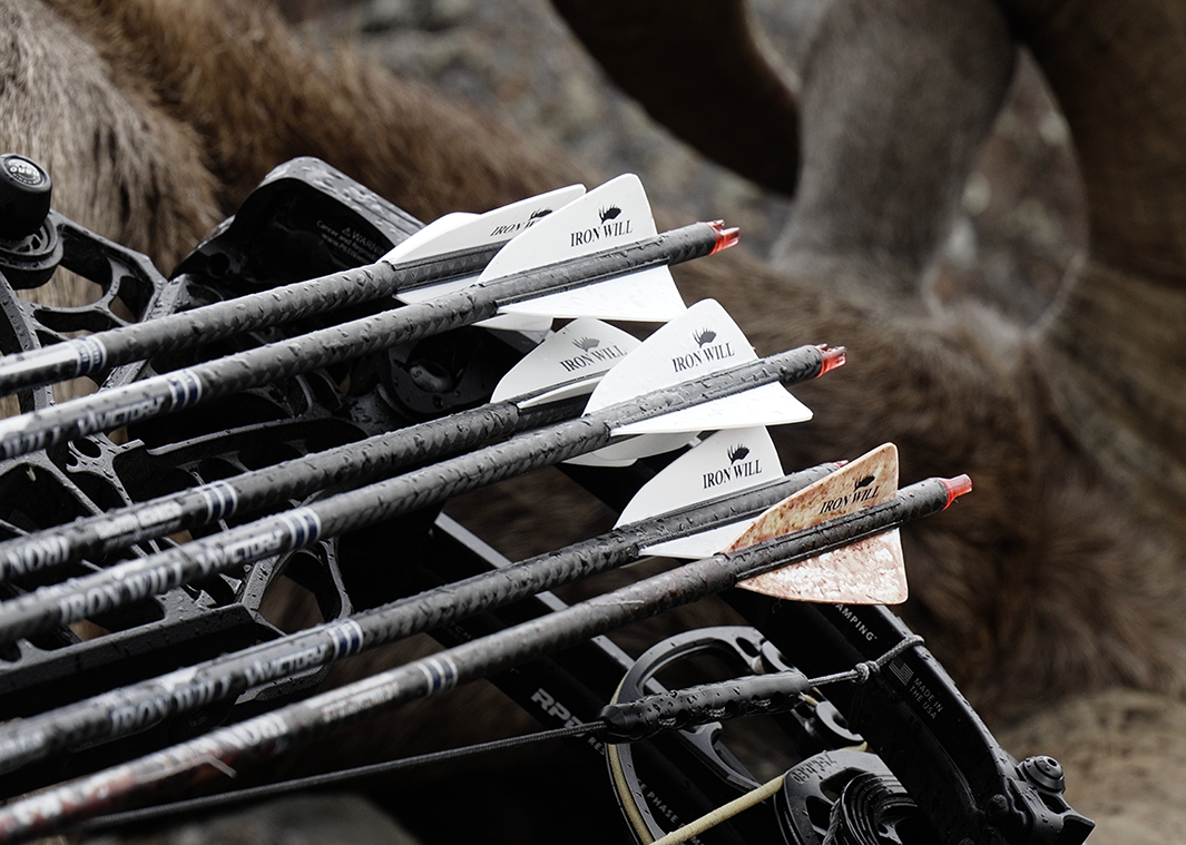 A quiver full of six arrows with a bighorn sheep's horn in the background. 