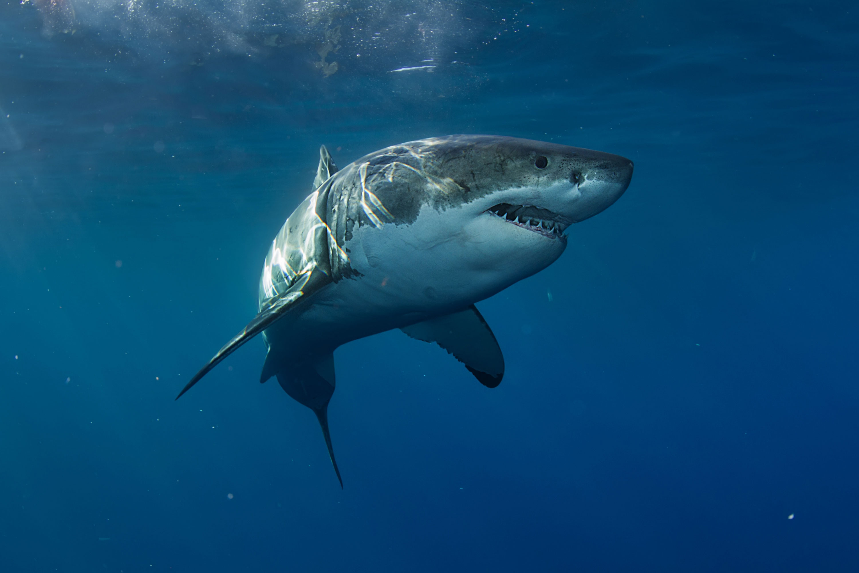 A great white shark in the ocean. 