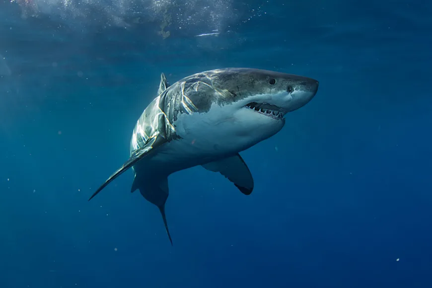 A great white shark in the ocean.
