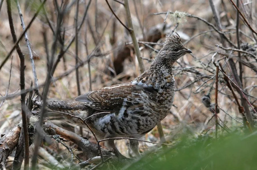 A ruffed grouse walks on the ground amidst dense brush