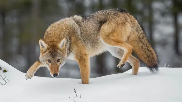 coyote in snow