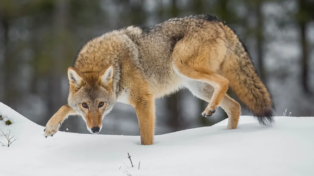 coyote in snow