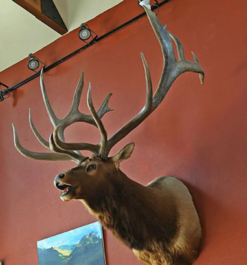 record bull elk