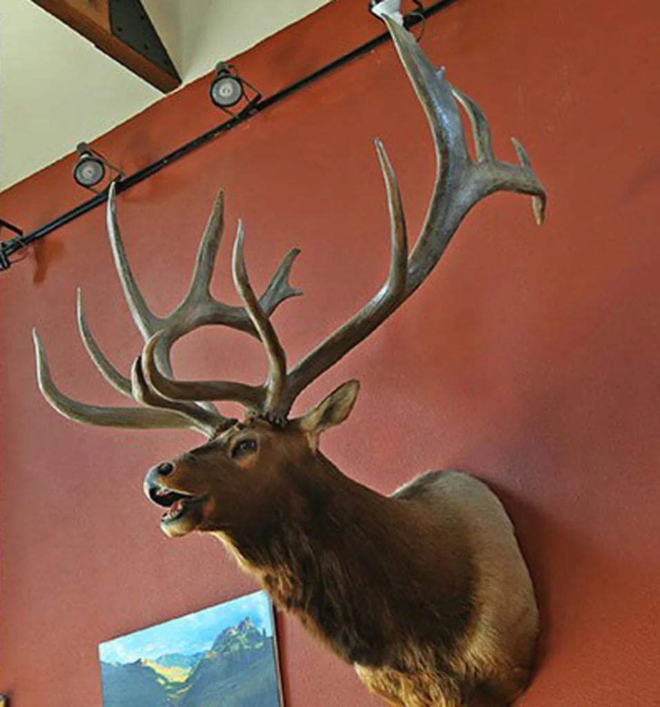 record bull elk