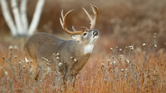 A big whitetail buck lip curls in tall, tan grass near the woods' edge.