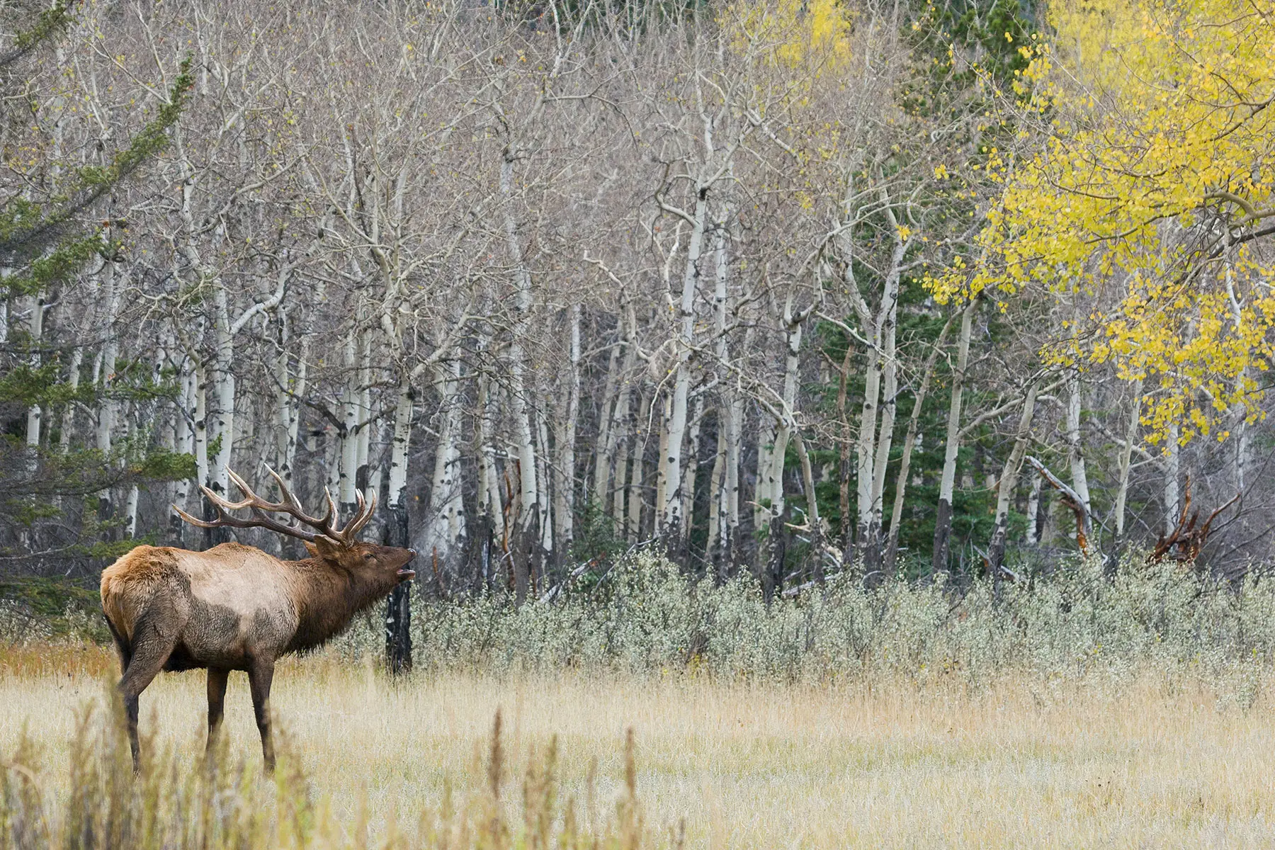 A bull elk bugles in a field in front of an aspen stand. 