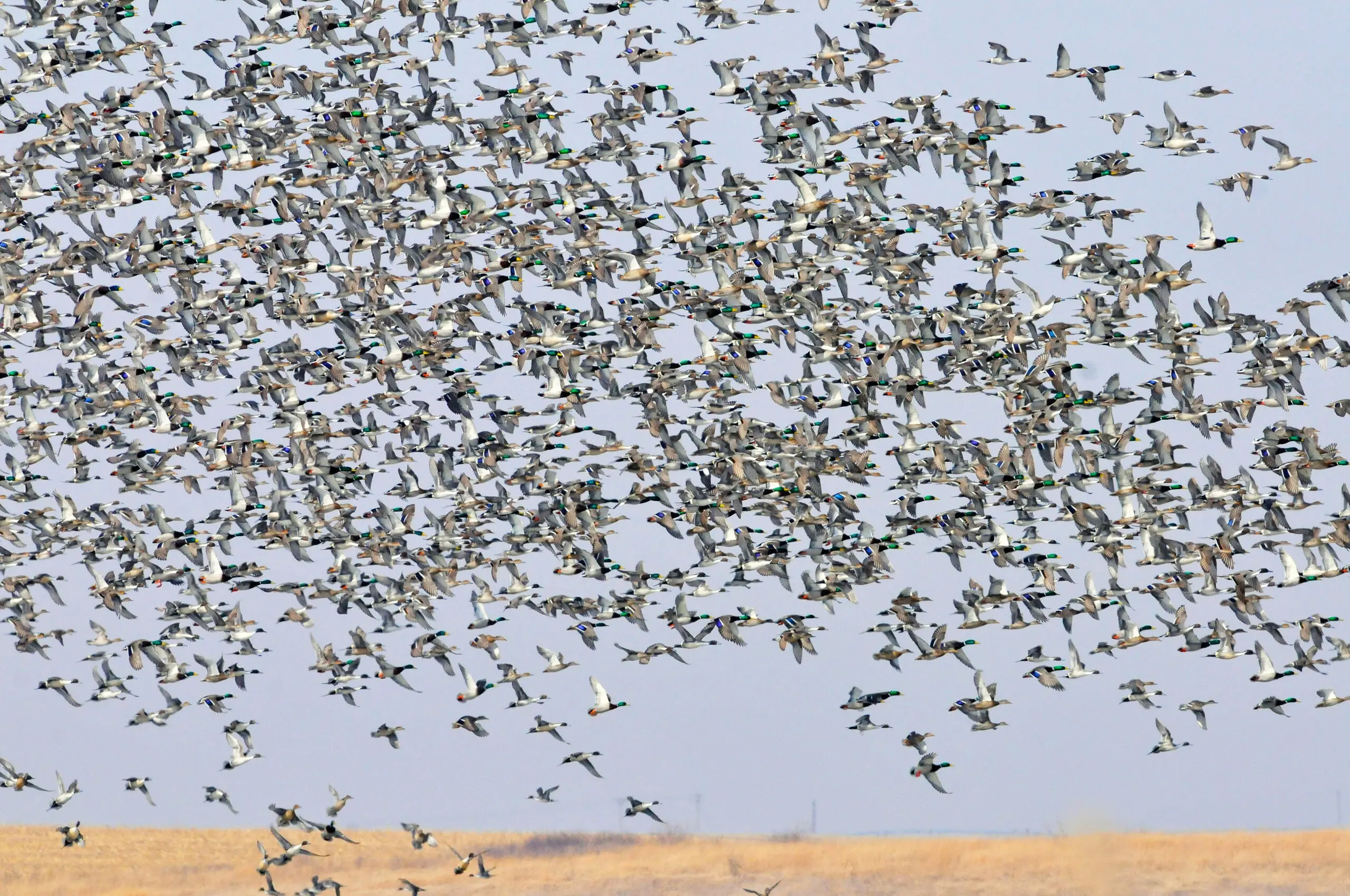 A huge flock of pintail and mallard ducks flying with blue sky in the background