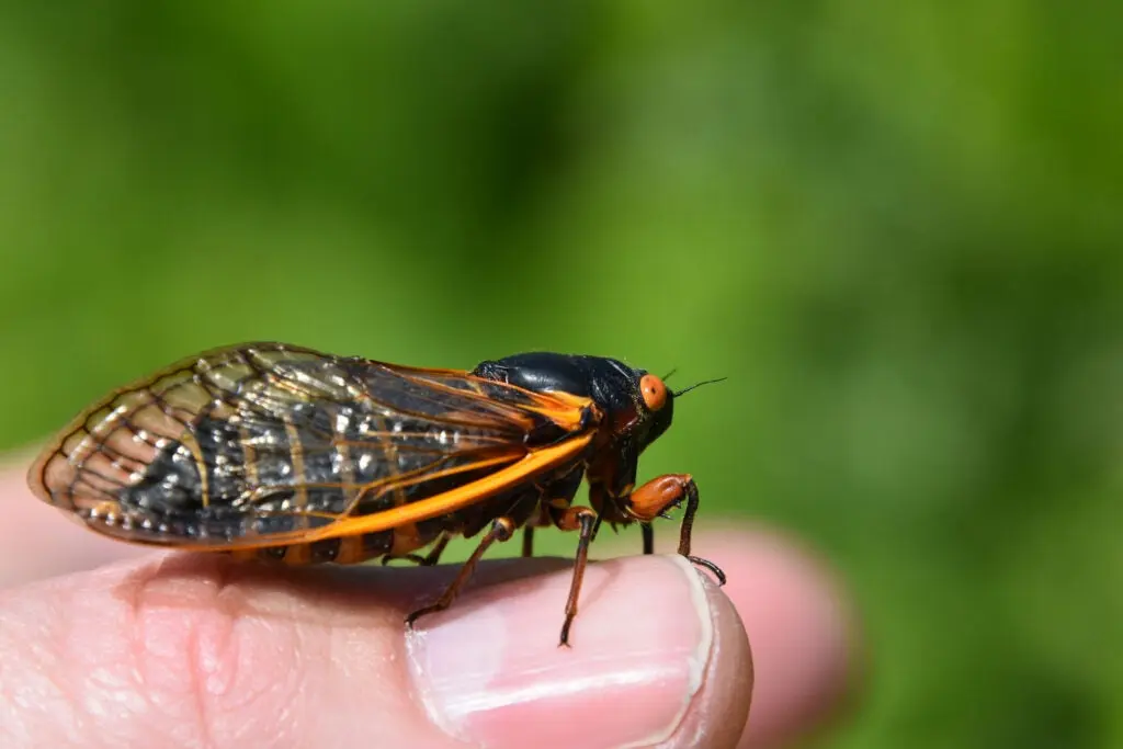 Brood x cicada.