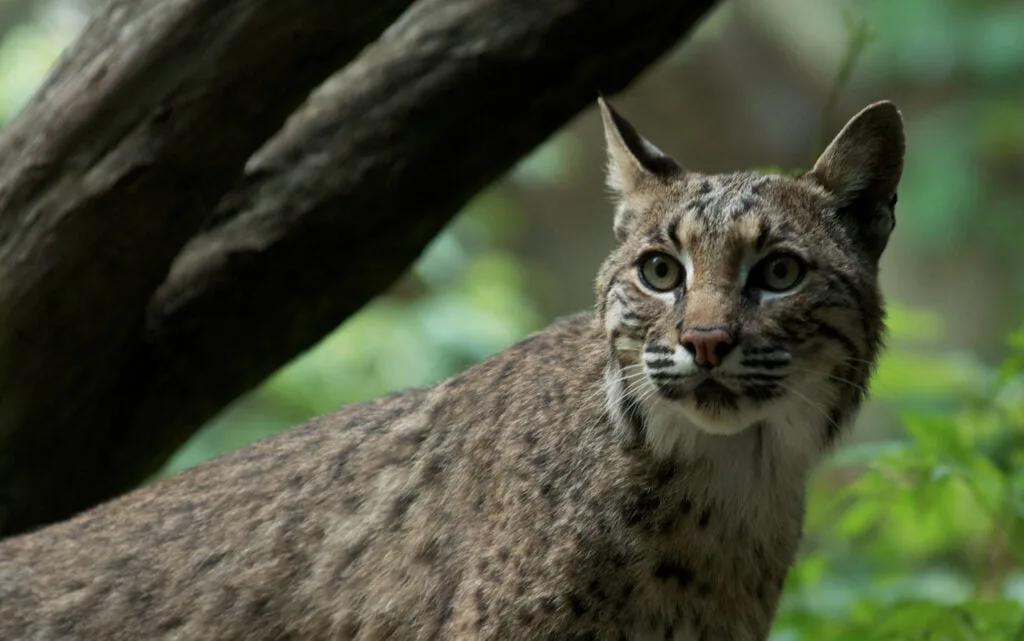 httpswww.fieldandstream.comsitesfieldandstream.comfilesimport2015bobcat3.jpg