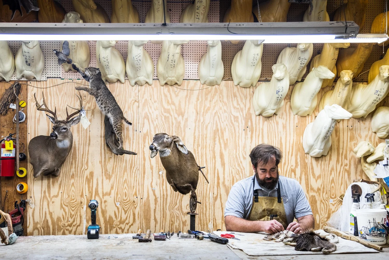 Man working on taxidermy deer.