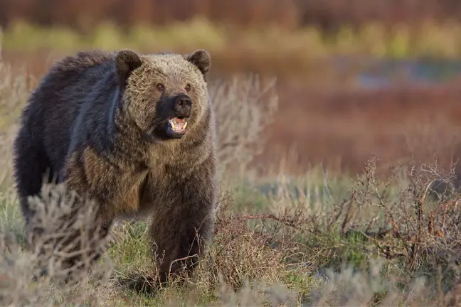 A grizzly bear walks through a field in Yellowstone National Park. 