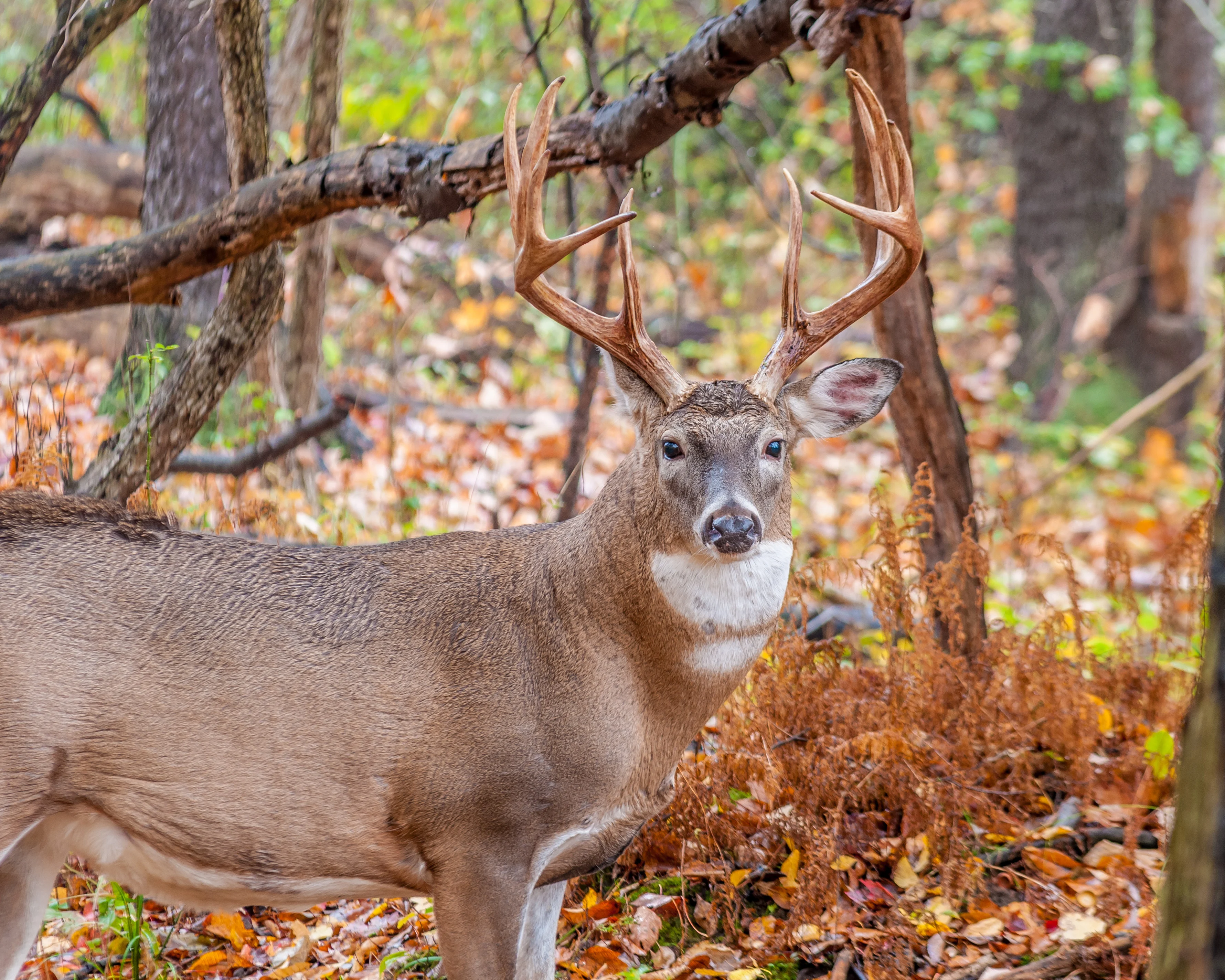 A big whitetail buck in the woods