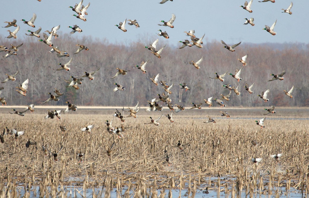 A flock of mallards fly above a lake.