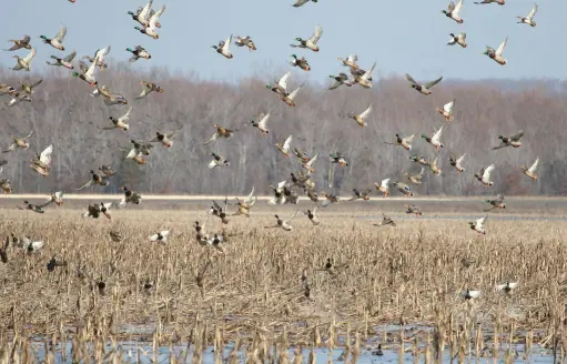 A flock of mallards fly above a lake.