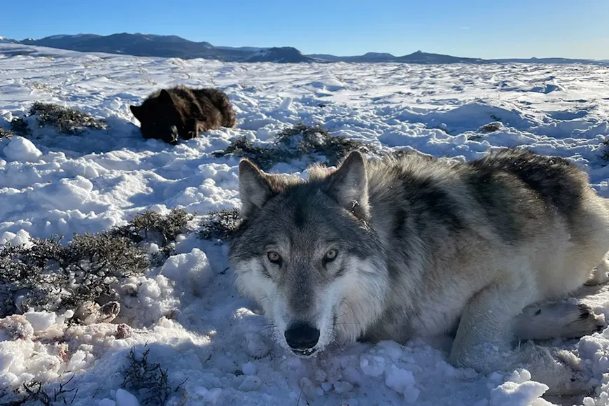 Two wolves pictured shortly after release in Colorado.