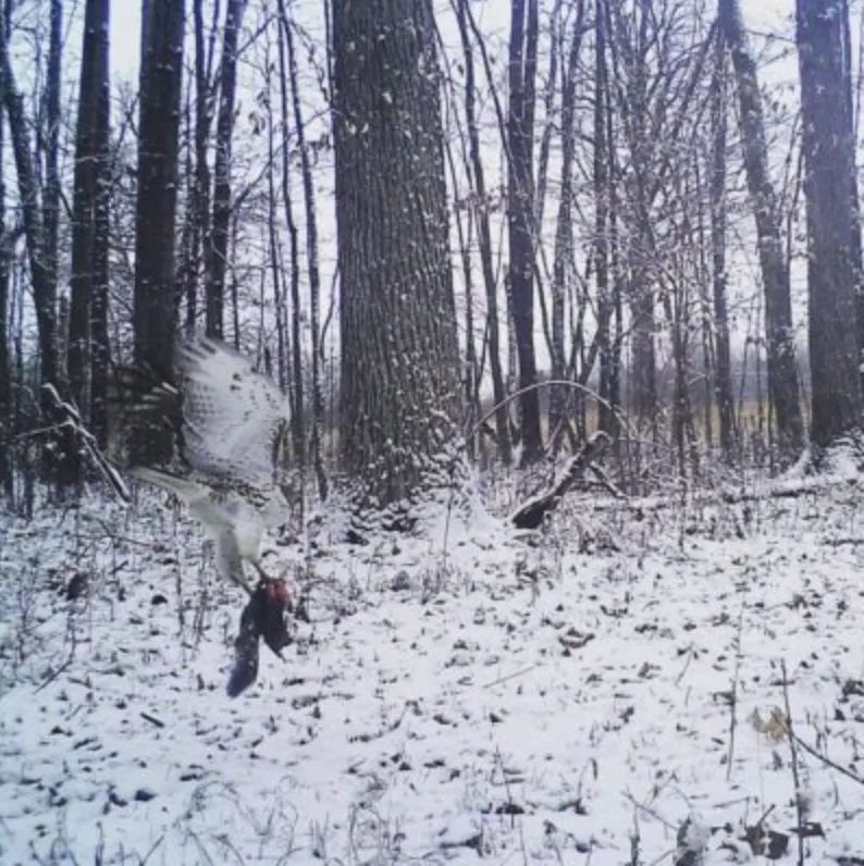 trail-camera photo of hawk with squirrel