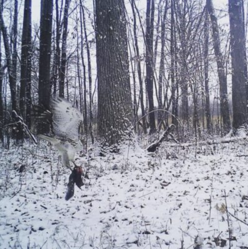trail-camera photo of hawk with squirrel
