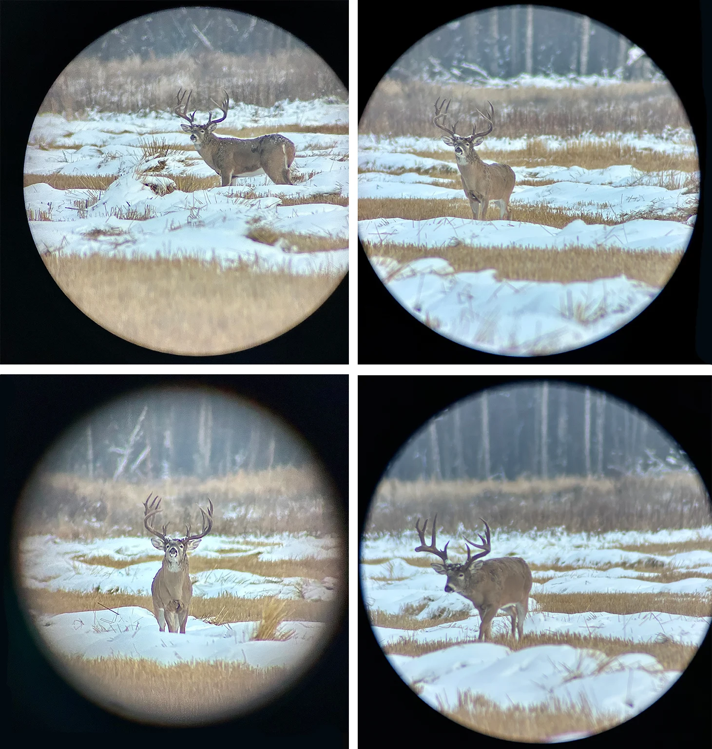 Spotting scope photos of a huge Alberta whitetail buck in a field. 