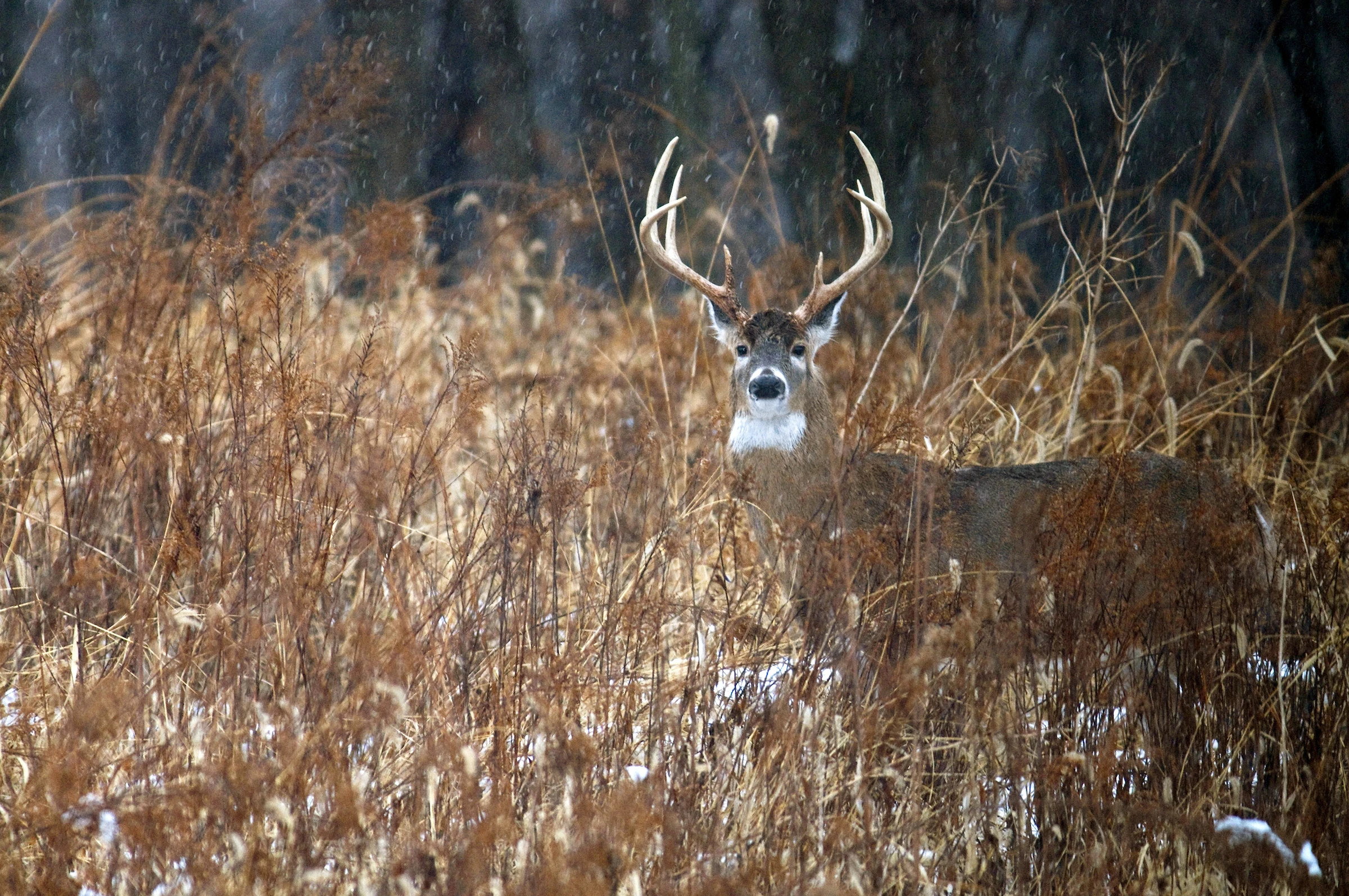 A big post-rut 8 pointer stares from the thick cover of a swampy swale with timber in the background. 