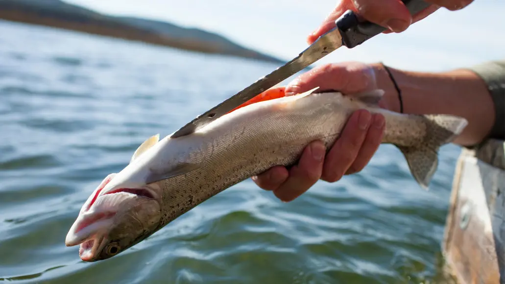 photo of how to clean a trout