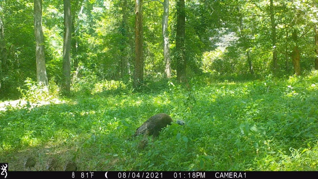 Hen turkey with poults