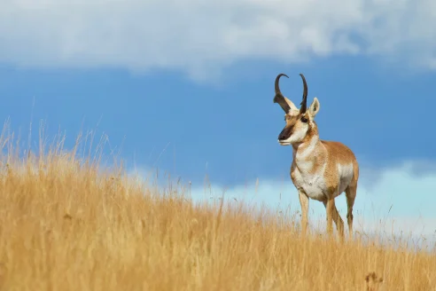 A pronghorn buck stand at the top of a hill