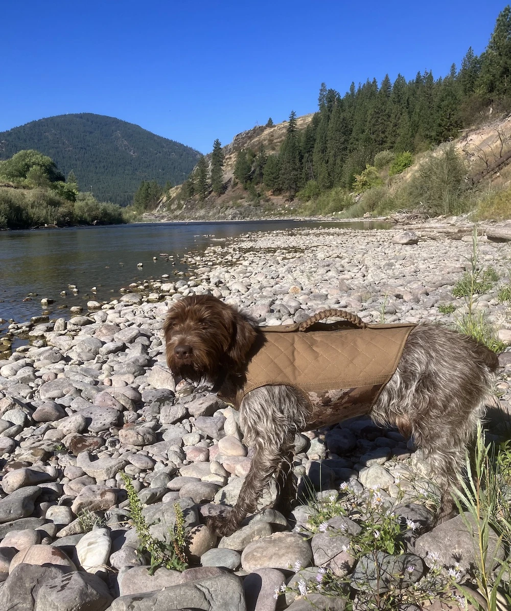 Hunting dog wearing Rig'Em Right Bloodline Elite Vest