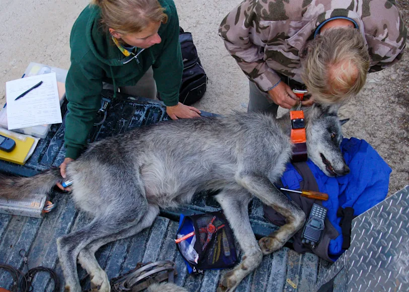 Researchers outfit a Colorado wolf with a GPS tracking collar.