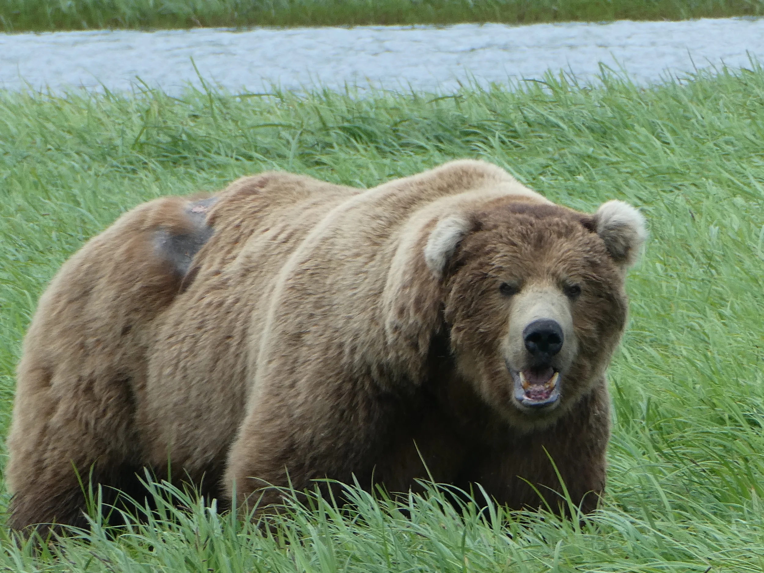 A large male grizzly bear on Kodiak Island in Alaska.