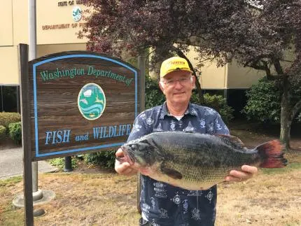 An angler poses with the Washington State record for largemouth bass. 