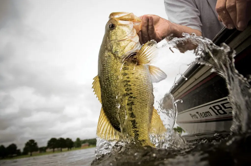 february bass fishing