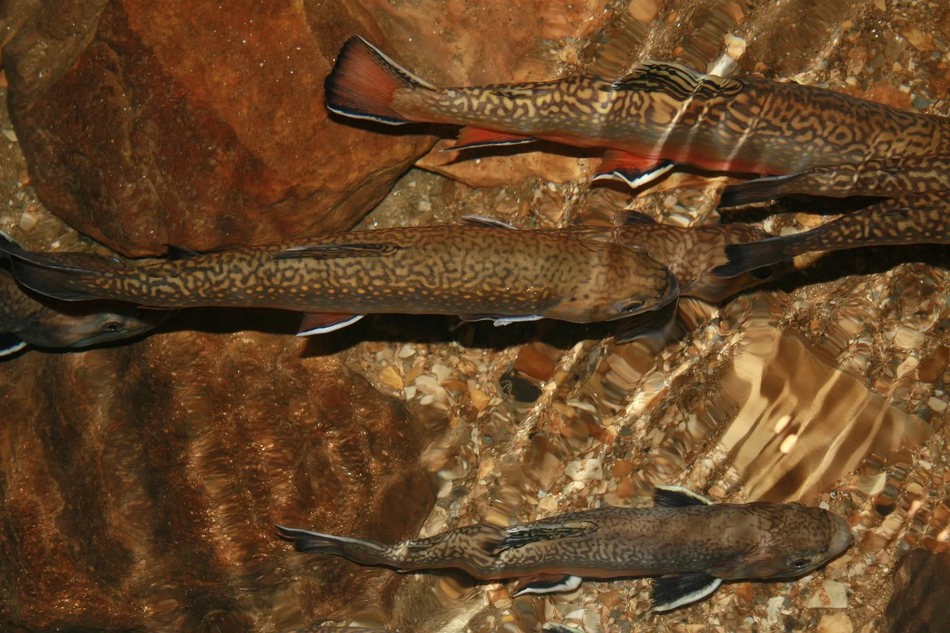 photo of trout in stream