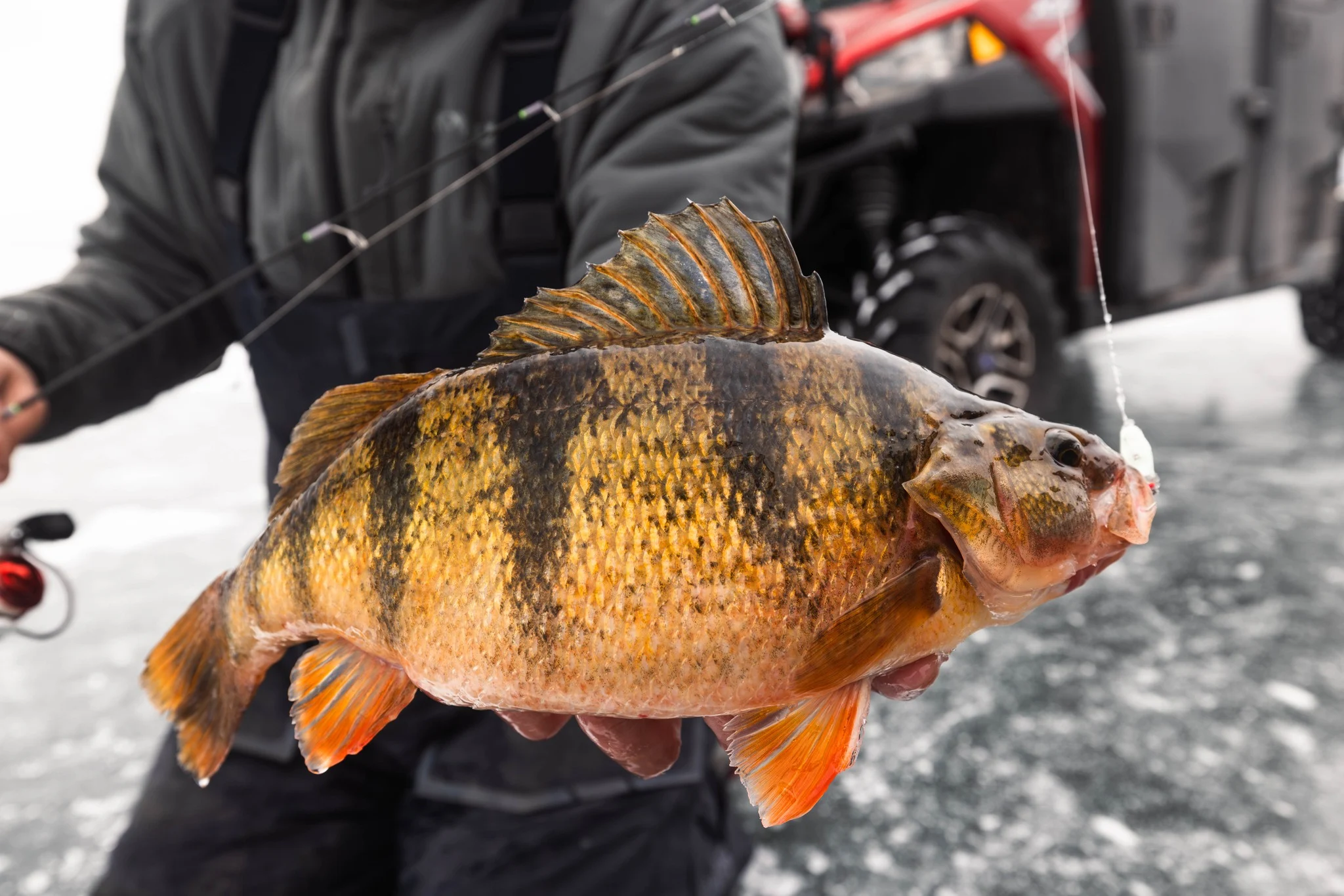 A jumbo perch caught in North Dakota. 