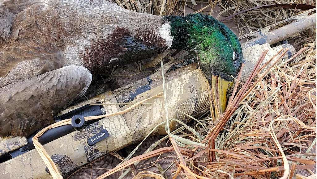 photo of duck with shotgun