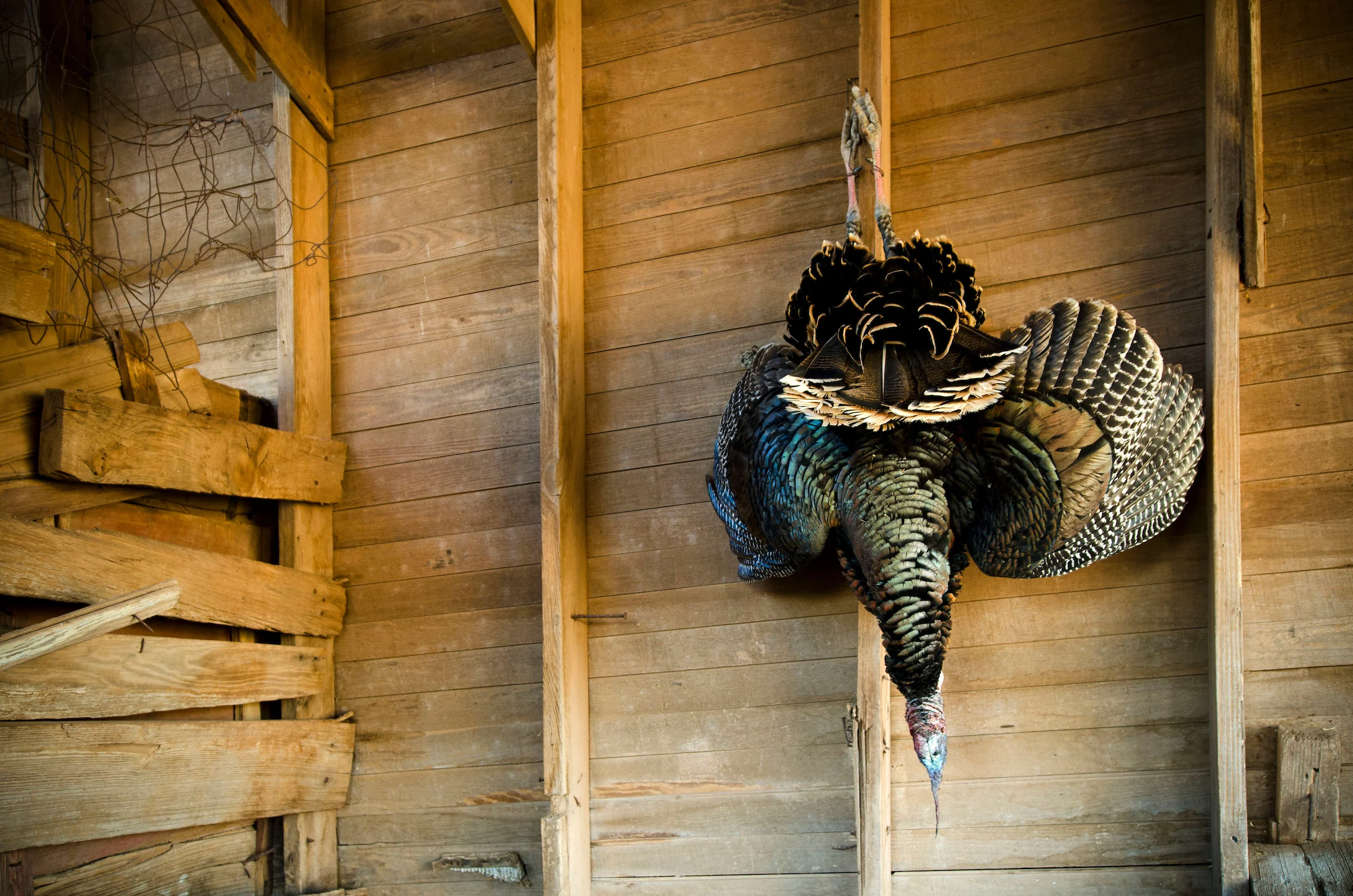 A harvest tom turkey hangs on a barn wall. 