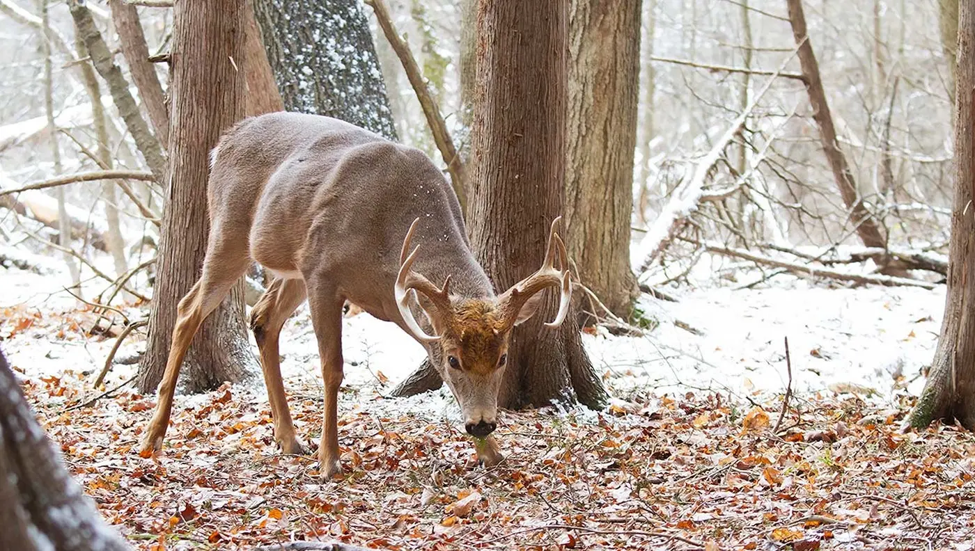 A late-season buck paws the forest floor for acorns.