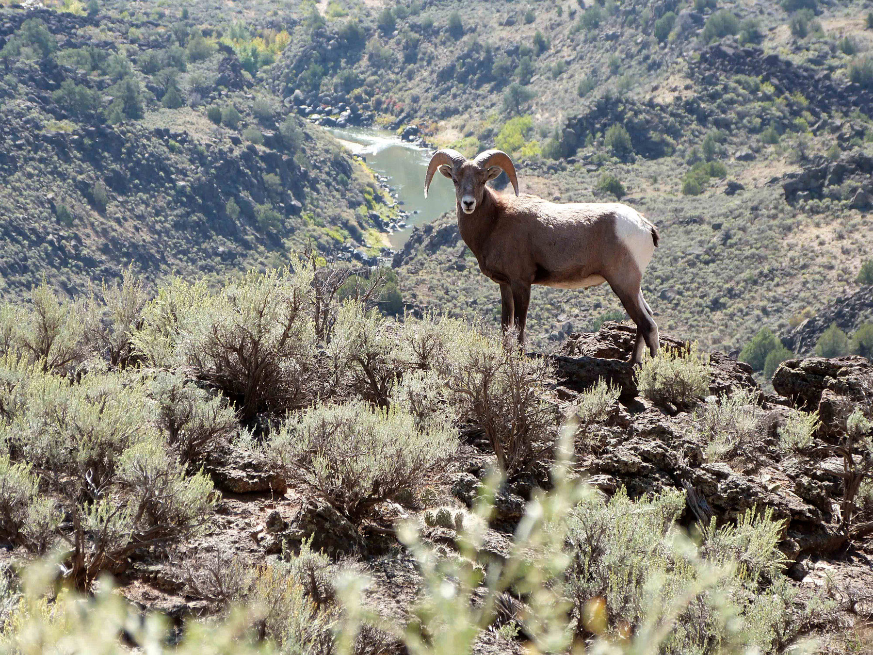 A bighorn sheep on public land in New Mexico. 