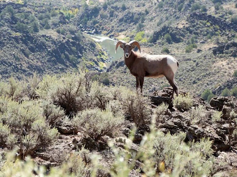 A bighorn sheep on public land in New Mexico.