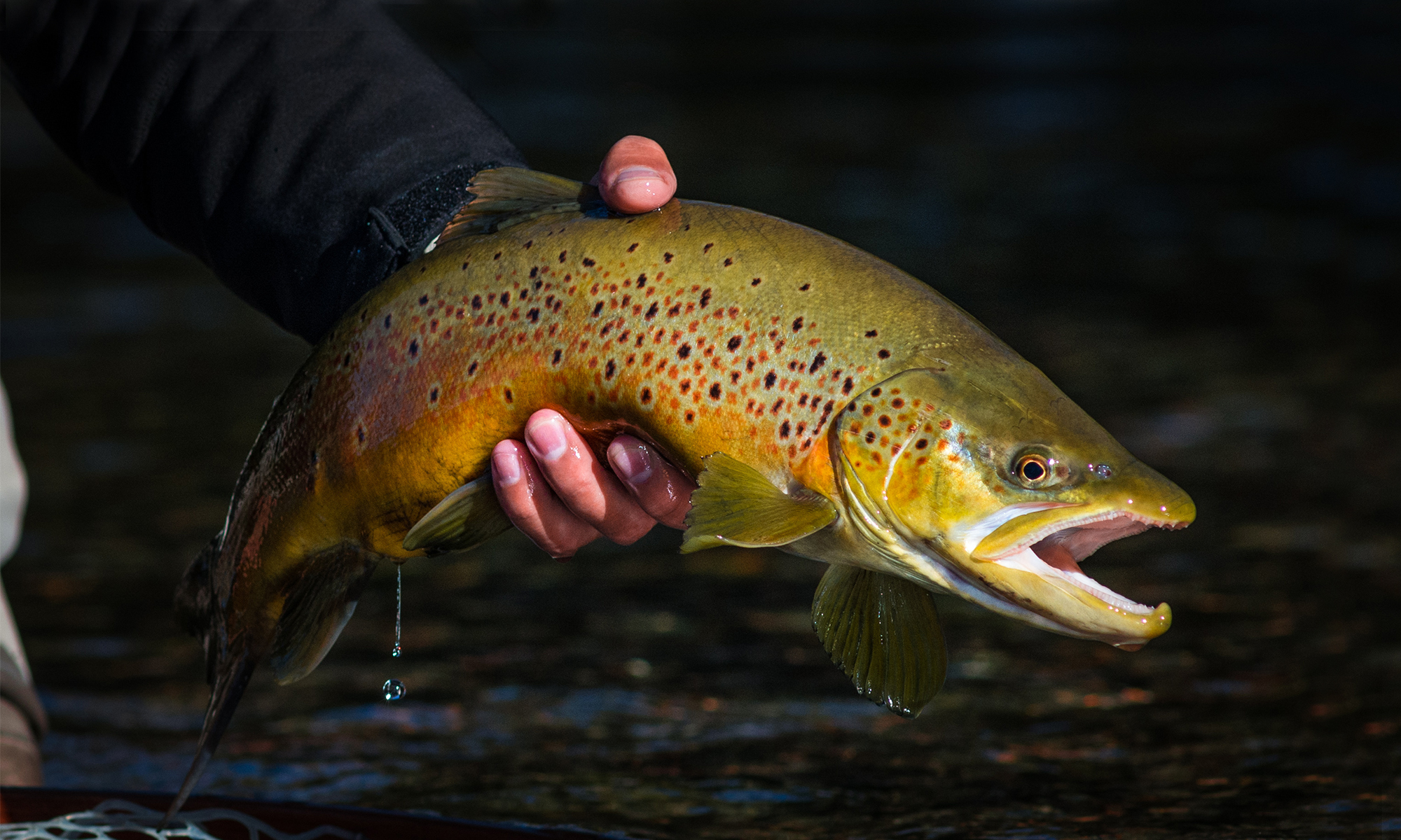 An angler hold up a huge brown trout caught on a streamer.