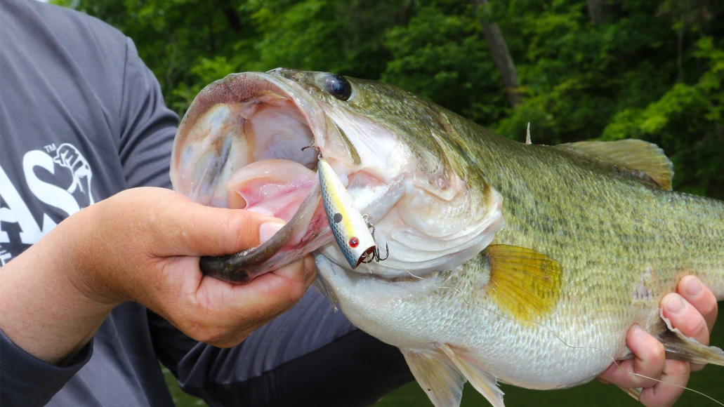 An angler holds up a big largemouth bass taken on a topwater popper. 