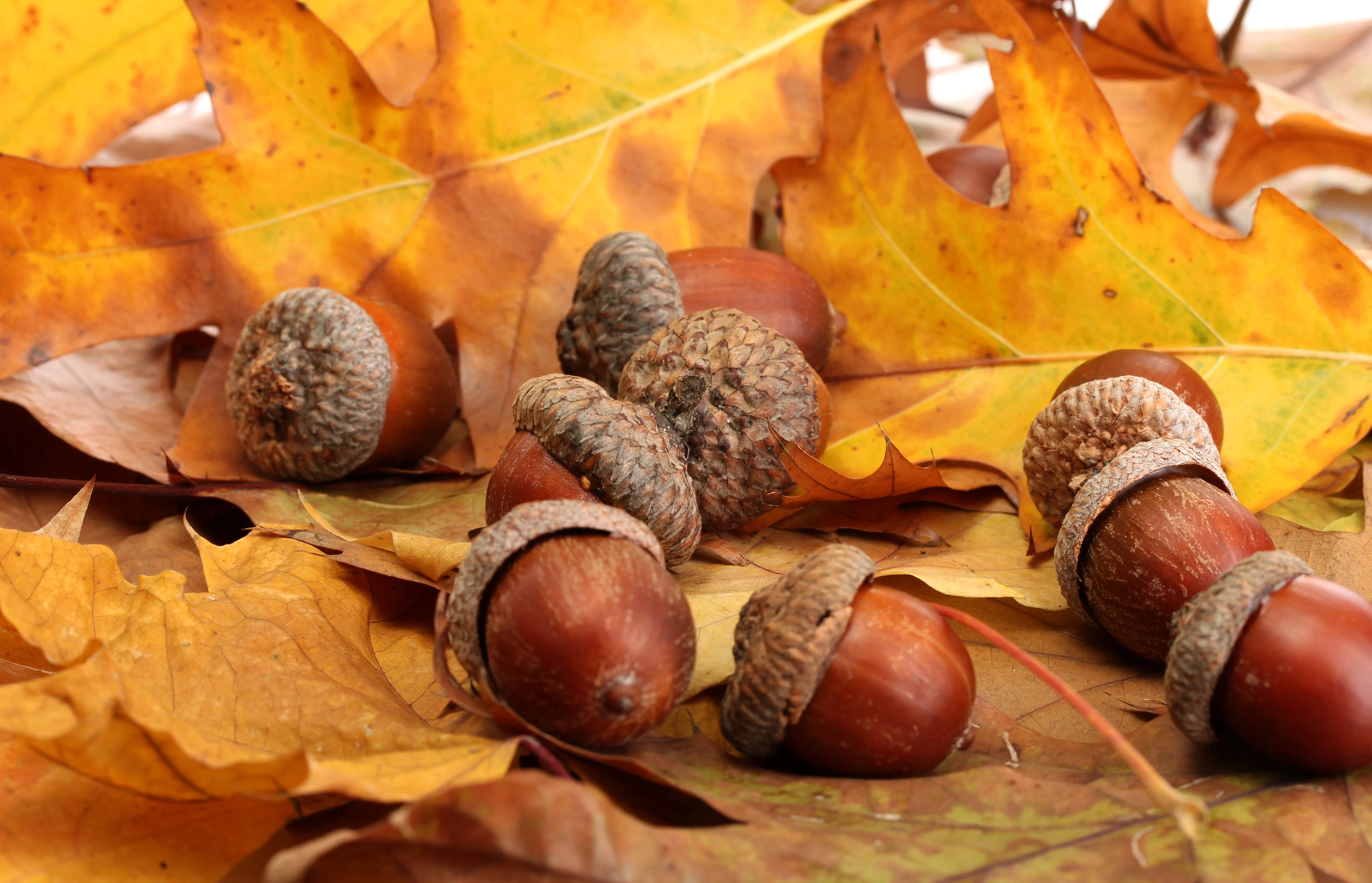 Acorns lying among fall oak leaves. 