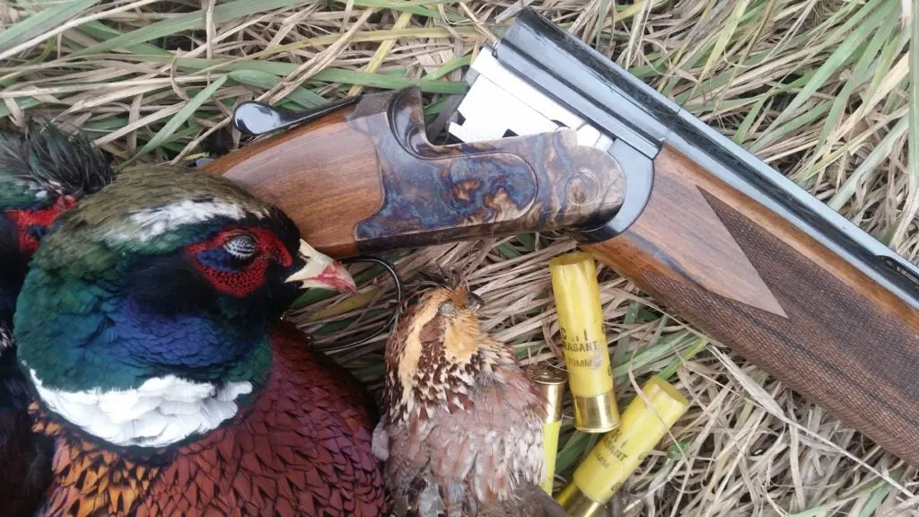 12 vs 20 gauge pheasant photo