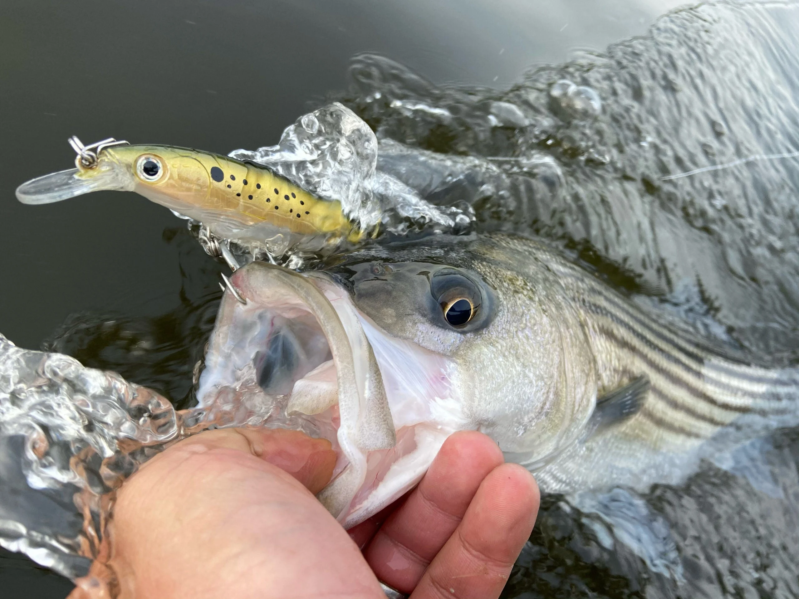 small striped bass