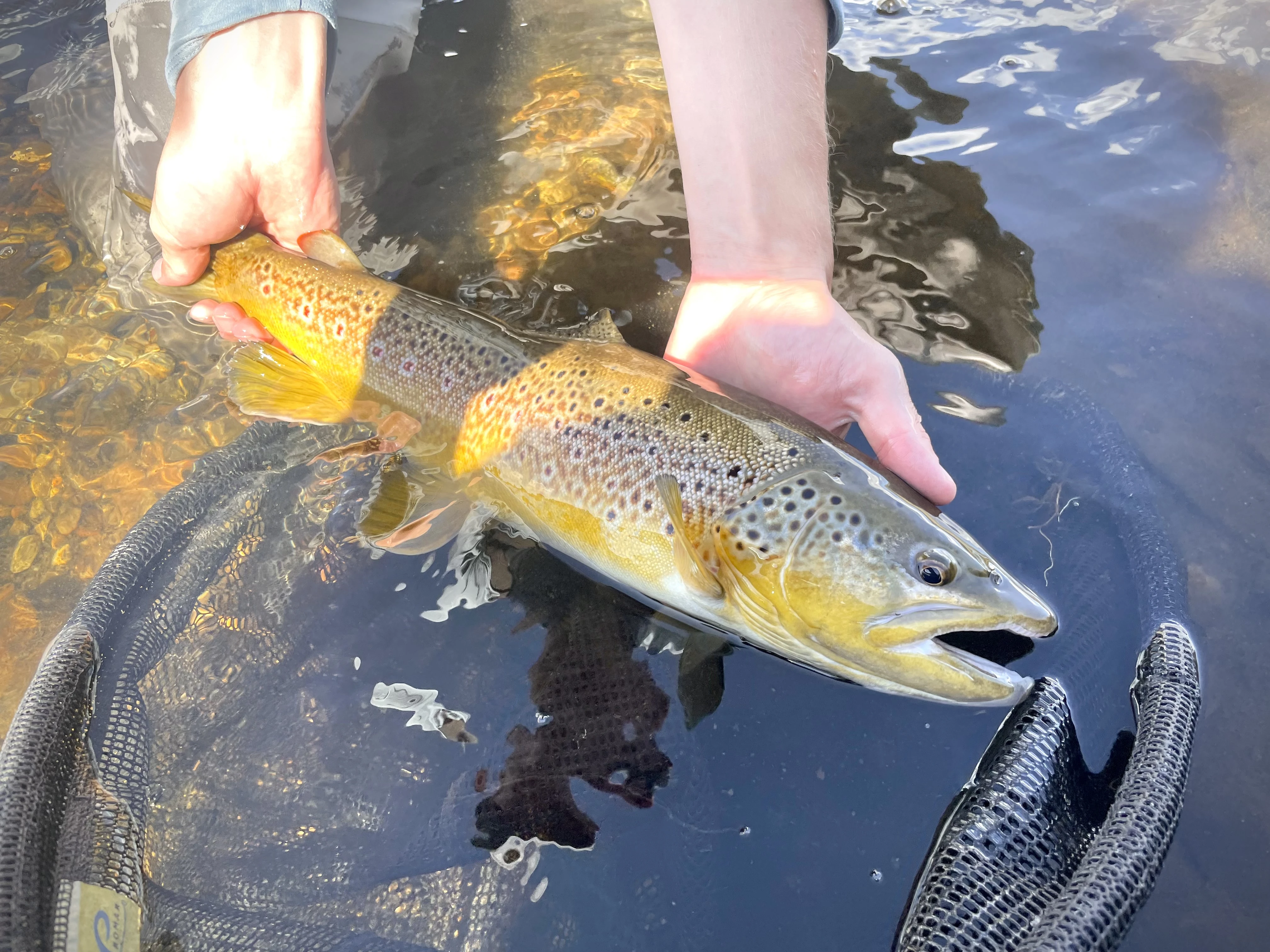 Angler holds large brown trout over the water