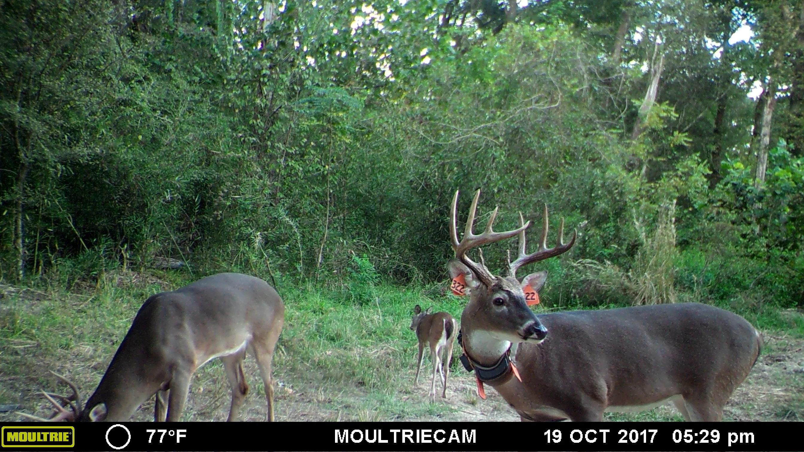 A mature whitetail buck tagged and fitted with a GPS collar for a Mississippi study. 