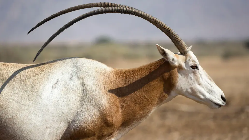 oryx profile