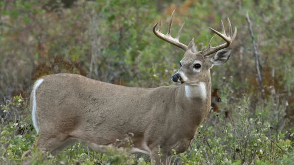 A whitetail buck stares into the distance while walking through early season brush. 