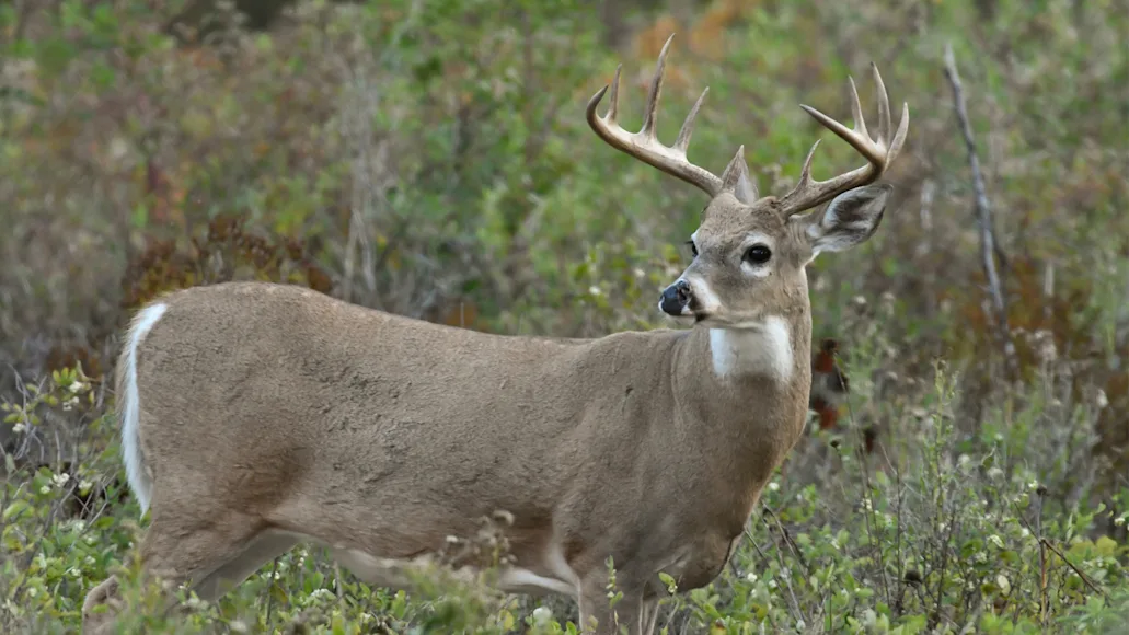 A whitetail buck stares into the distance while walking through early season brush.