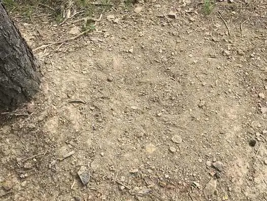 A dust site for turkeys.