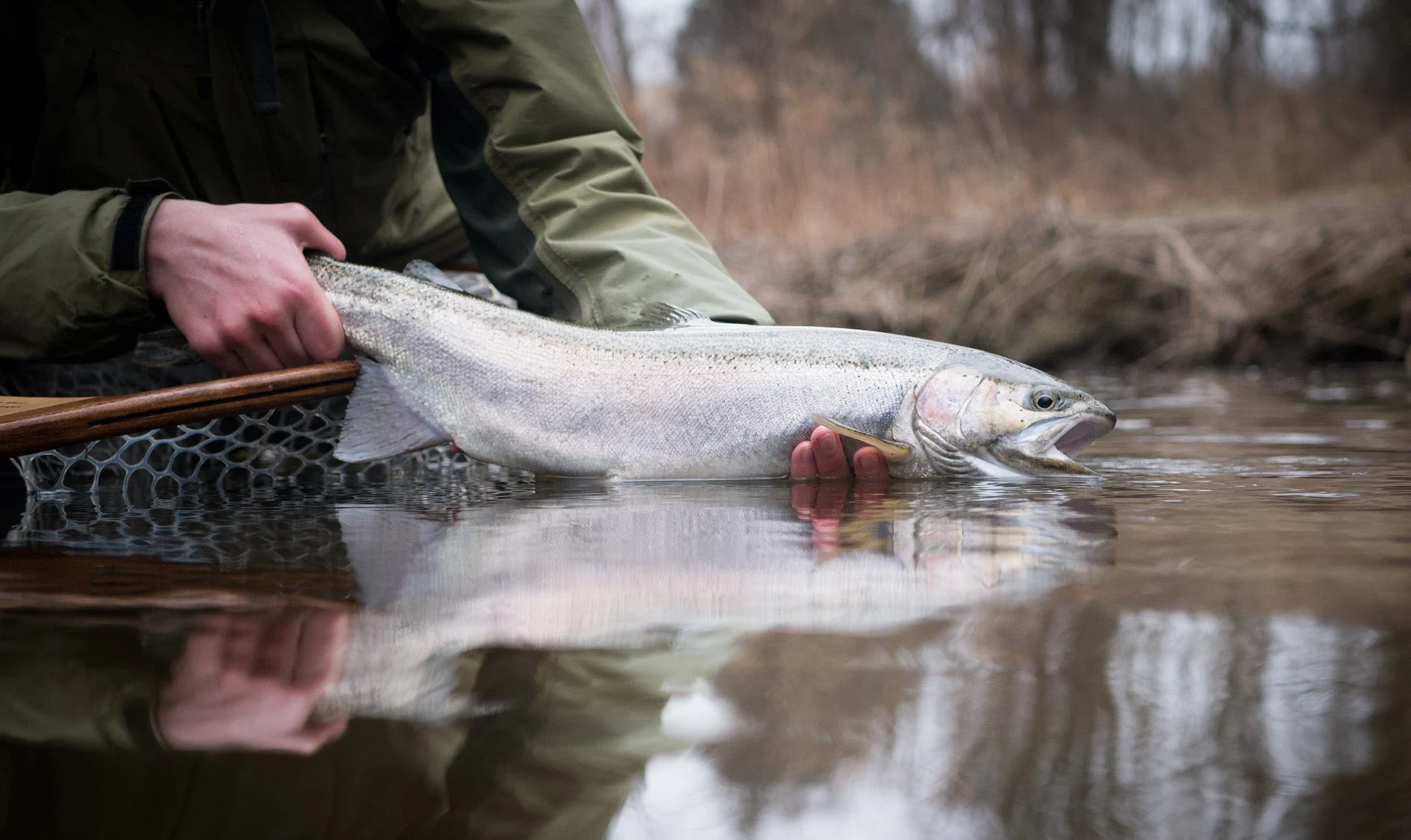 spring steelhead